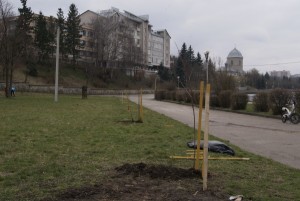 У парку Шевченка висадили екзотичні дерева