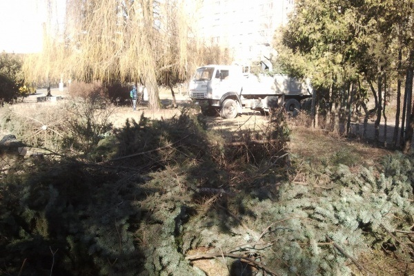 Міськрада зрізала в парку 130 дерев. Тернополяни сьогодні будуть знову їх садити
