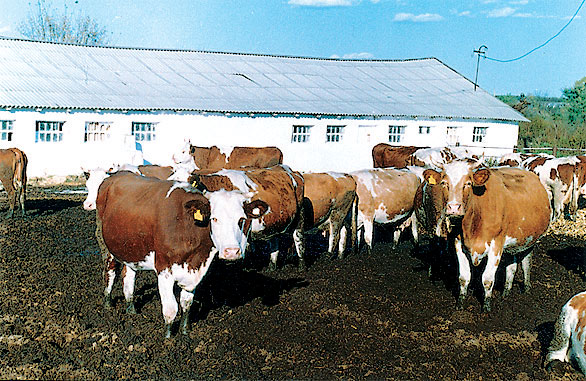 На Тернопільщині викрадають велику рогату худобу